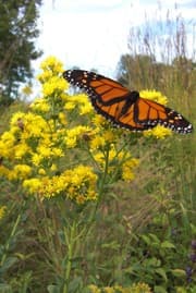 Cover of Process of Science Companion