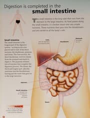 Cover of Digesting food