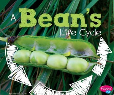 Cover of Bean's Life Cycle