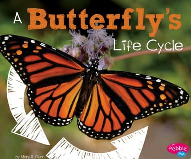 Cover of Butterfly's Life Cycle
