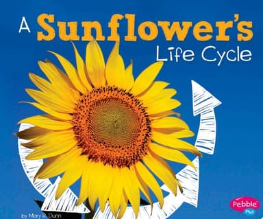 Cover of Sunflower's Life Cycle