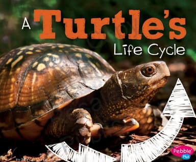 Cover of Turtle's Life Cycle