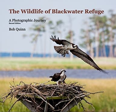 Cover of Wildlife of Blackwater Refuge